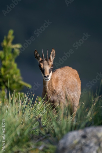 Obraz na płótnie Young summer alpine chamois or wild mountain goat (Rupicapra rupicapra) illuminated by the dawn light in a typical high altitude environment in the Italian Alps. w salonie