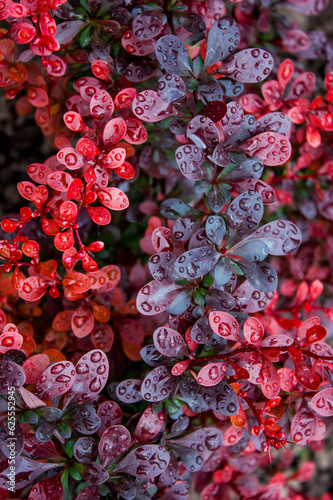 Fototapeta Naklejka Na Ścianę i Meble -  barberry bush in the garden with raindrops on the leaves, background with an ornamental plant
