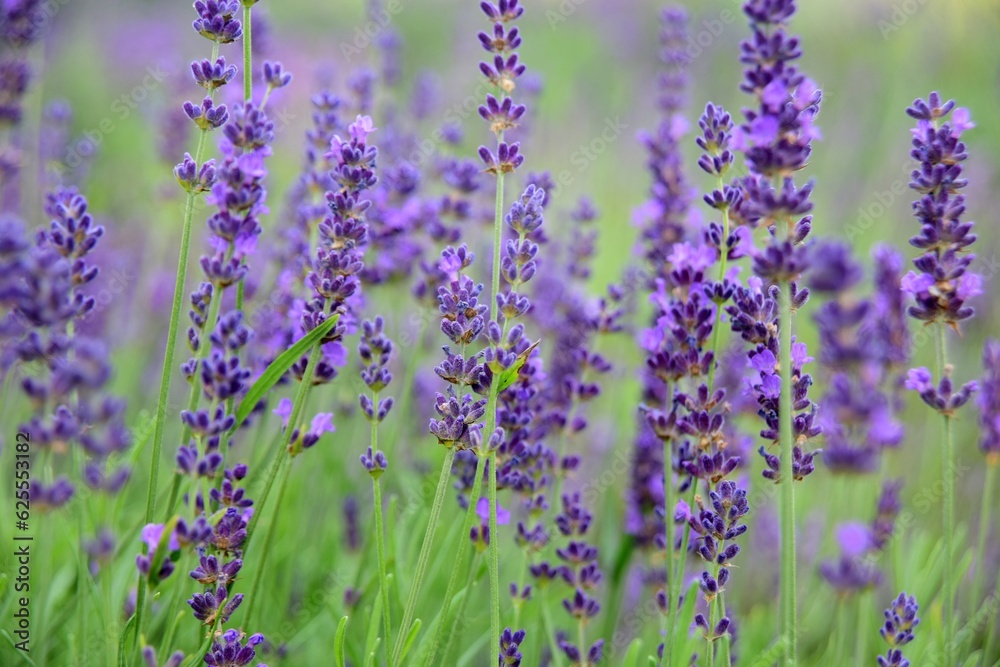 Naklejka premium Violet lavender field. Lavanda purple flowers beautiful sunshine blooming in a garden, Latvia