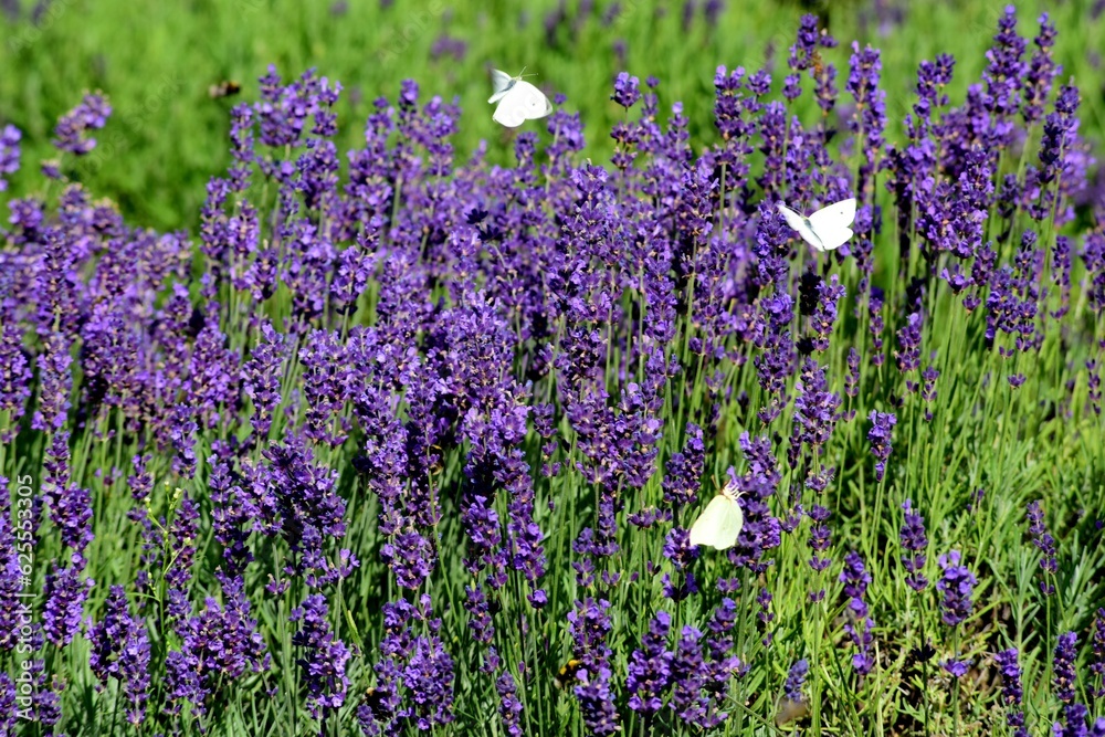 Naklejka premium Violet lavender field. Lavanda purple flowers beautiful sunshine blooming in a garden, Latvia