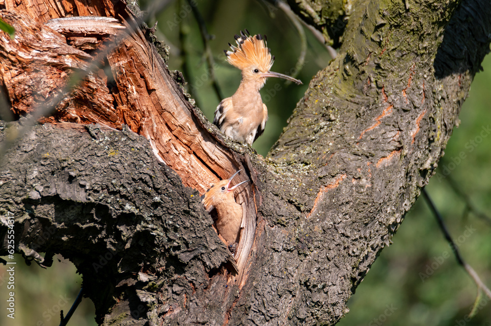 The Eurasian hoopoe (Upupa epops) an adult feeding a young one in the hollow of a cherry tree in Moravia in the Czech Republic
