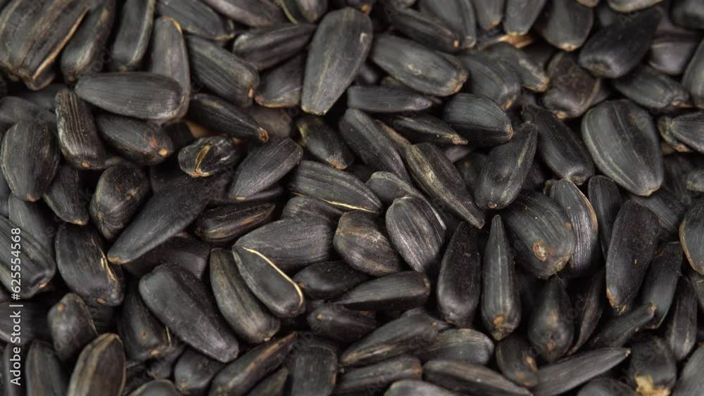 Roasted Sunflower Seeds Close-up rotate as background. Harvesting Sunflower Unpeeled Seeds, Healthy Source of Vitamins in Vegan Food. Raw Materials for Sunflower Oil Roasted Sunflower Seeds Close-up rotate as background. Harvesting Sunflower Unpeeled Seeds, Healthy Source of Vitamins in Vegan Food. Raw Materials for Sunflower Oil