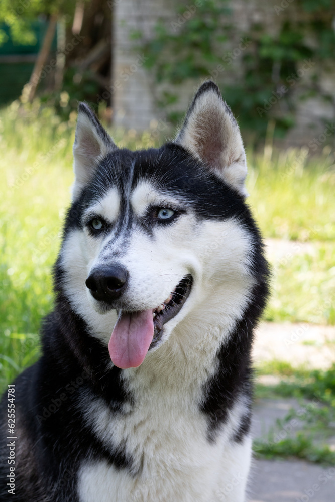 photo Siberian Husky with tongue outstretched and looking sideways