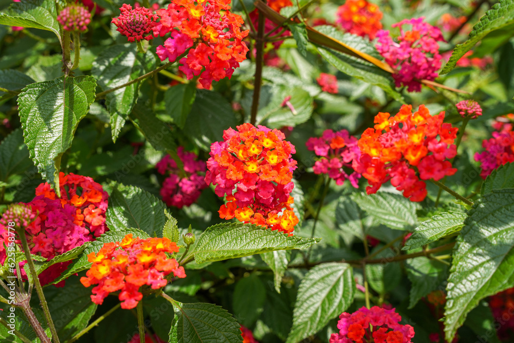 Lantana camara (common lantana) is a species of flowering plant within the verbena family (Verbenaceae),