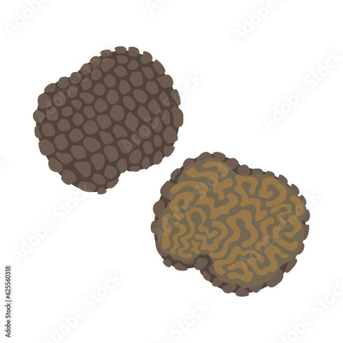 黒トリュフ。フラットなベクターイラスト。
Black truffle (black Périgord truffle). Flat designed vector illustration.