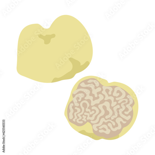 白トリュフ。フラットなベクターイラスト。
White truffle. Flat designed vector illustration.