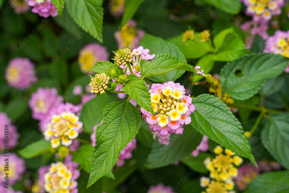 Lantana camara (common lantana) is a species of flowering plant within the verbena family (Verbenaceae), Lantana camara (common lantana) is a species of flowering plant within the verbena family (Verbenaceae),