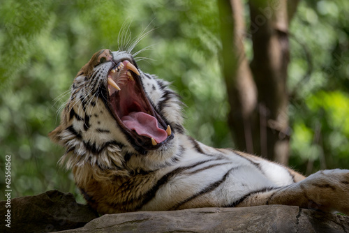bengal tiger yawning while laying on rock