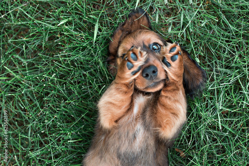 long haired dachshund puppy playing in grass peekaboo