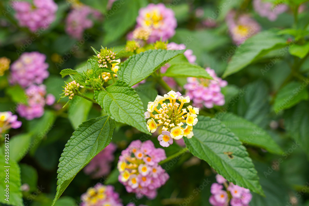 Lantana camara (common lantana) is a species of flowering plant within the verbena family (Verbenaceae), Lantana camara (common lantana) is a species of flowering plant within the verbena family (Verbenaceae),
