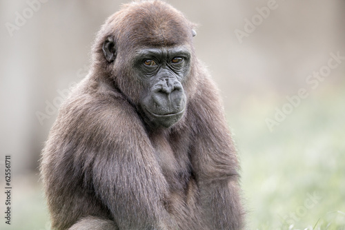 portrait of young gorilla