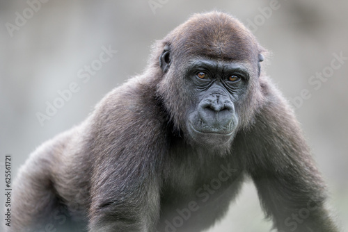 portrait of young gorilla