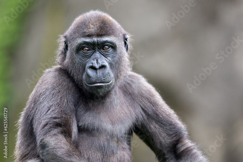 young gorilla portrait