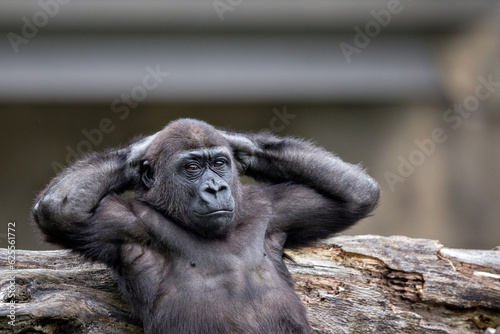 young western lowland gorilla relaxing with arms behind his head