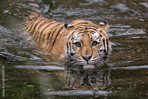 bengal tiger swimming in water making eye contact