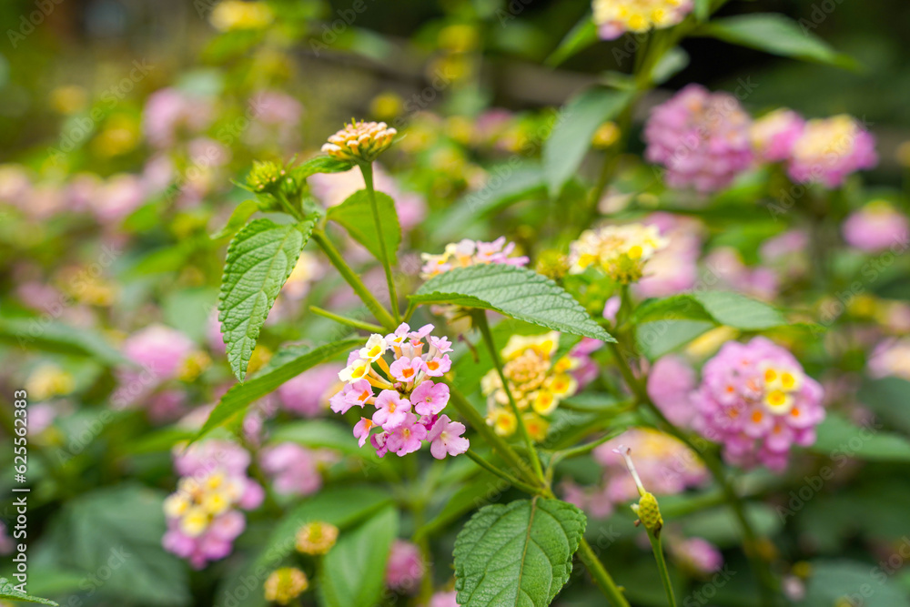 Lantana camara (common lantana) is a species of flowering plant within the verbena family (Verbenaceae), Lantana camara (common lantana) is a species of flowering plant within the verbena family (Verbenaceae),