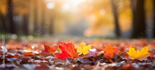 Autumn fall holiday seasonal banner landscape panorama - Closeup of colorful maple leaves on the ground in a park  with defocused background with bokeh  Generative Ai 