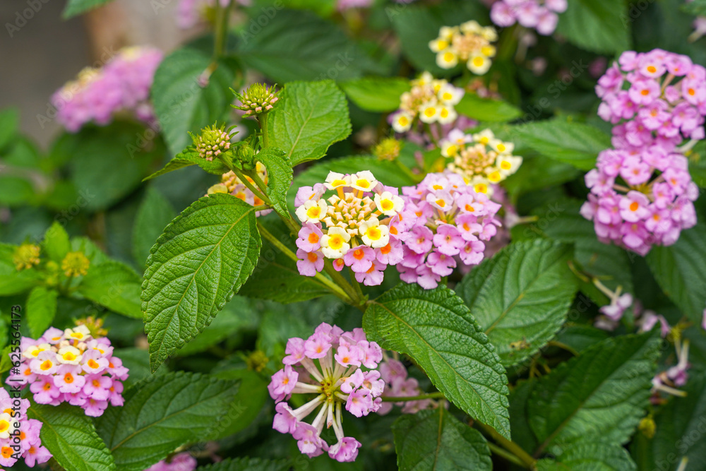 Lantana camara (common lantana) is a species of flowering plant within the verbena family (Verbenaceae), Lantana camara (common lantana) is a species of flowering plant within the verbena family (Verbenaceae),