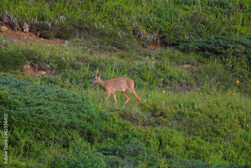 a roe buck yearling on the mountains at a summer morning