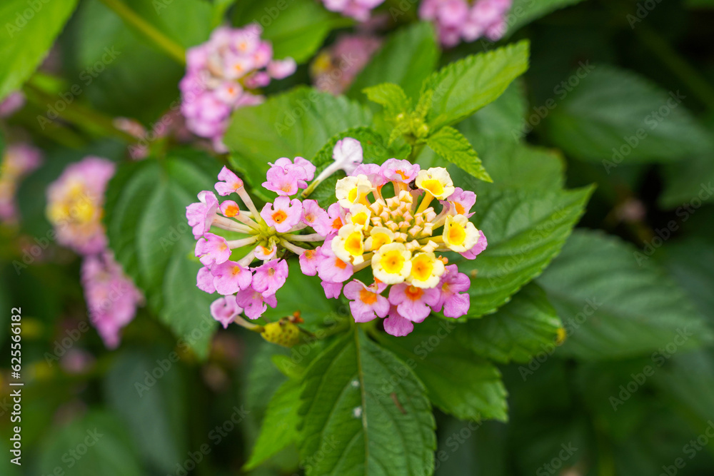 Lantana camara (common lantana) is a species of flowering plant within the verbena family (Verbenaceae), Lantana camara (common lantana) is a species of flowering plant within the verbena family (Verbenaceae),