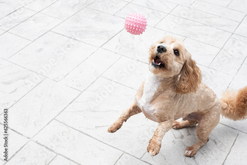 The dog is playing with a pink ball. Dog in a motion. Playful dog
