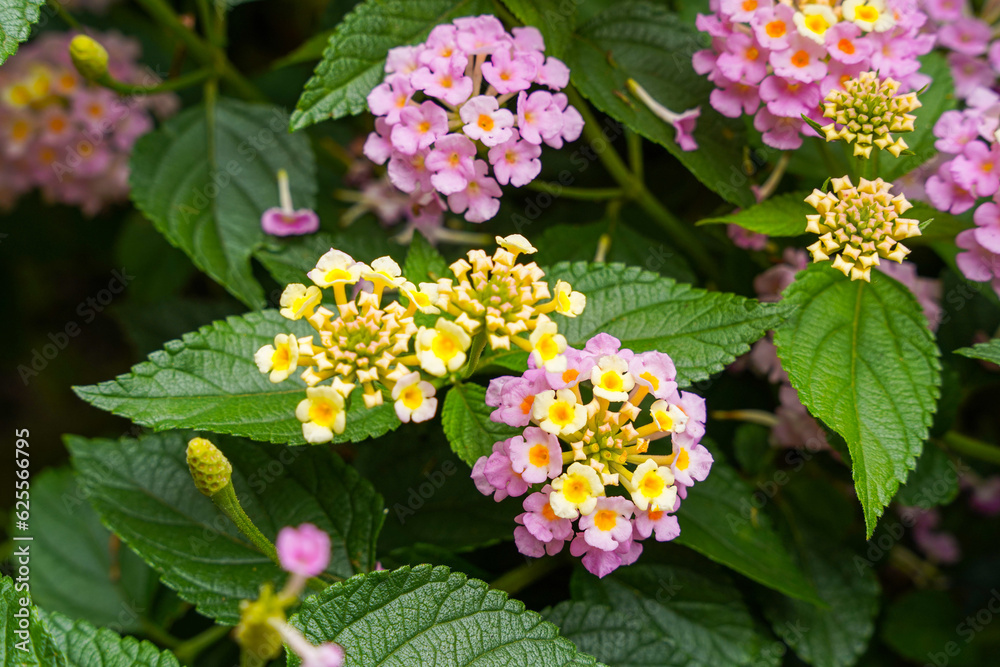Lantana camara (common lantana) is a species of flowering plant within the verbena family (Verbenaceae), Lantana camara (common lantana) is a species of flowering plant within the verbena family (Verbenaceae),