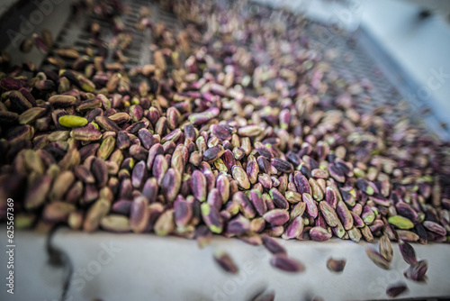 Pistachios from the conveyor belt during the manual discard phase. In Sicily in Bronte