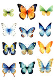 watercolor illustrations of different types of butterflies made with AI