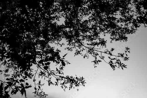 tree branches against the sky. Black and white photo of tree branches in foliage against the sky. A deciduous tree stands out beautifully in the gray sky.