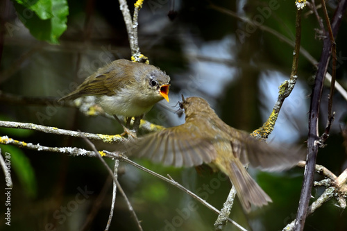 Chiffchaff  feedin a fledgling // Zilpzalp füttert Jungvogel / Ästling (Phylloscopus collybita) photo