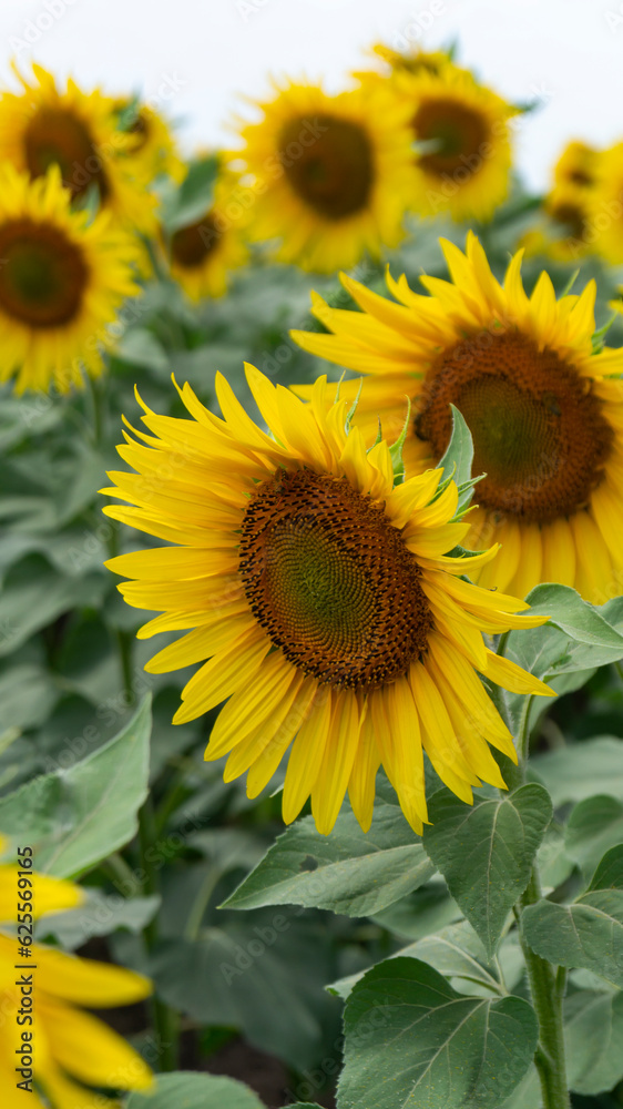 Fototapeta premium Sunflowers Field of sunflowers. Sunflowers in the field. Sunflowers and the sky