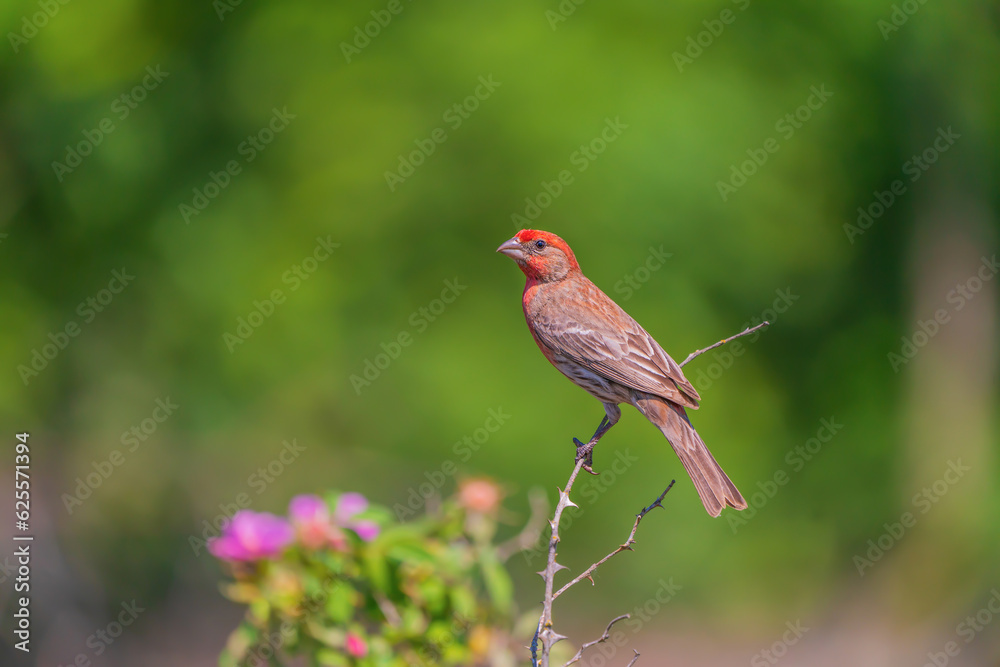 bird (A male Haemorhous purpureus) on a branch bird (A male Haemorhous purpureus) on a branch