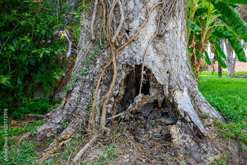 Closeup of Severely Rotted Tree in a Residential Neighborhood in New Orleans, Louisiana, USA
