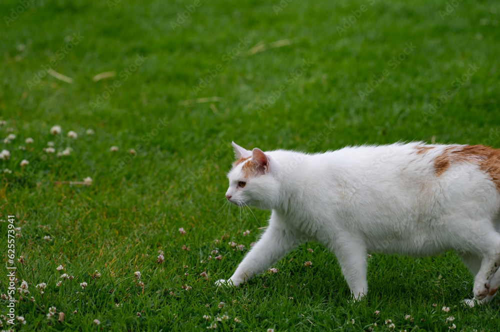 White and brown spotted cat walking on a grass