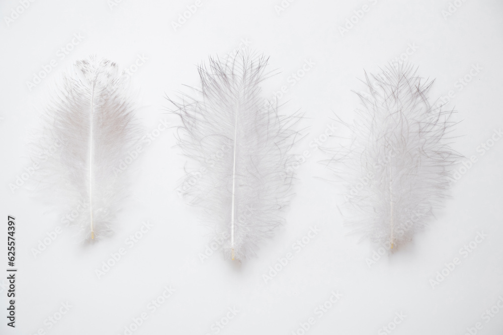 Fototapeta Three large bird feathers lie on a white background as a background