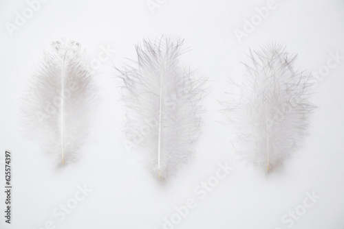 Three large bird feathers lie on a white background as a background