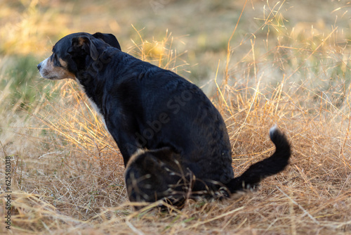Dog pooping on a meadow, appenzeller sennenhund