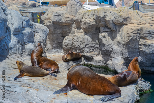 Harbor seals at the zoo photo