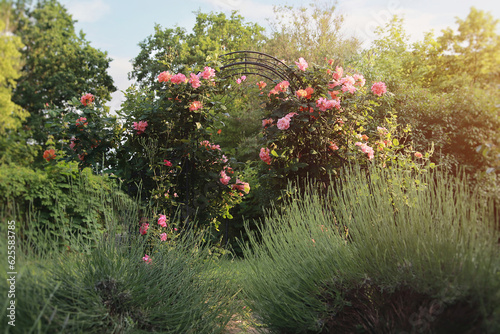 Fototapeta Naklejka Na Ścianę i Meble -  Englischen Rosen im Garten 