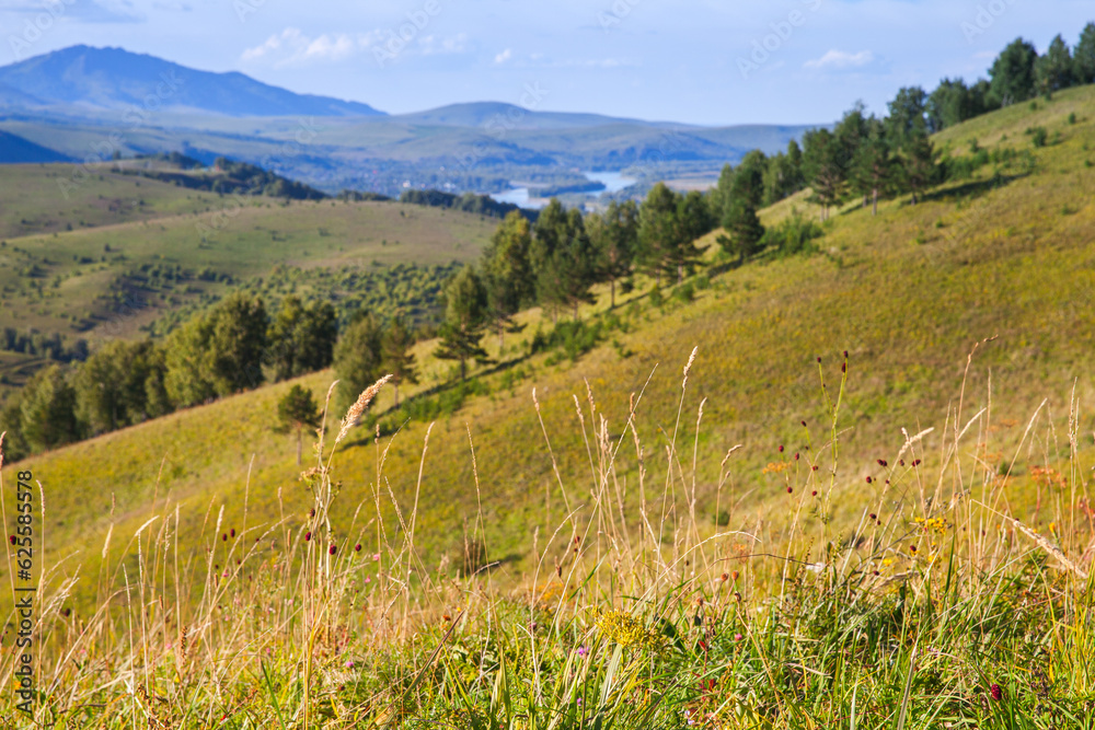 Grass on a hill, summer landscape photo with selective focus Grass on a hill, summer landscape photo with selective focus