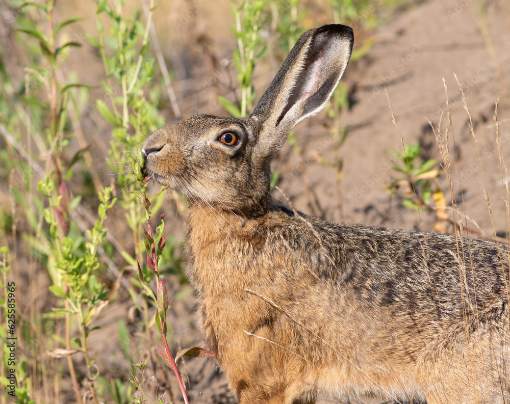 Fototapeta premium European hare, Lepus europaeus. An animal sniffing a plant, filmed in close-up
