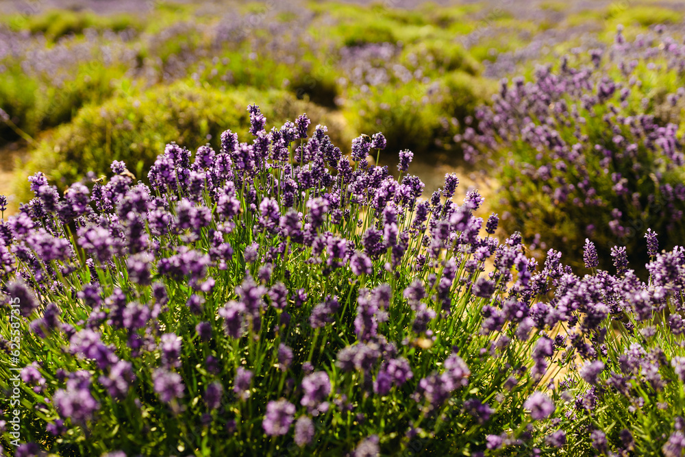 Lavender bushes closeup on sunset. Sunset gleam over purple flowers of lavender. Bushes on the center of picture and sun light on the left. Provence region of france.