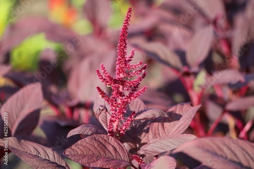 Amaranthus cruentus, red amaranth in garden. photo