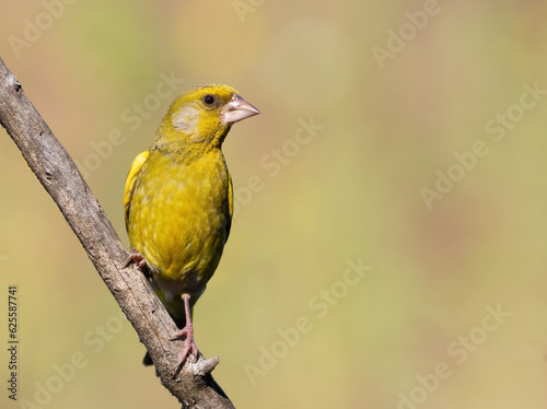 European greenfinch, Chloris chloris. A bird sits on a branch on a blurred background