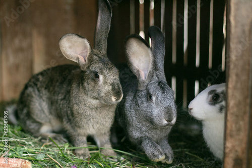Rabbits in a wooden cage in the countryside photo