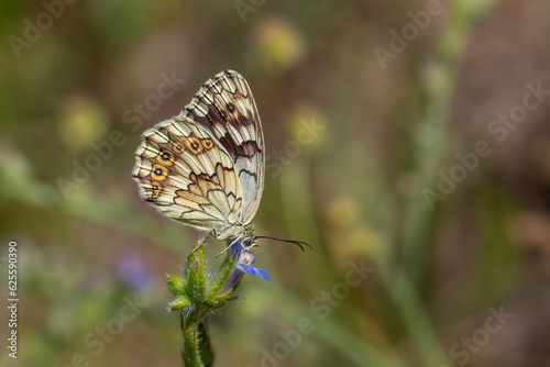 large butterfly on blue flowers, Syrian Marbled White, Melanargia syriaca