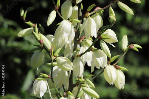 Yucca filamentosa. White flowers of Yucca plant commonly known as Adam’s needle and thread. photo