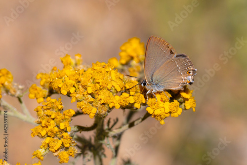 brown butterfly on yellow flower, Gerhard’s Black Hairstreak, Satyrium abdominalis