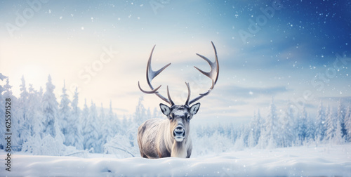 Reindeer with big horns stands in a snowy winter landscape © Juha Saastamoinen