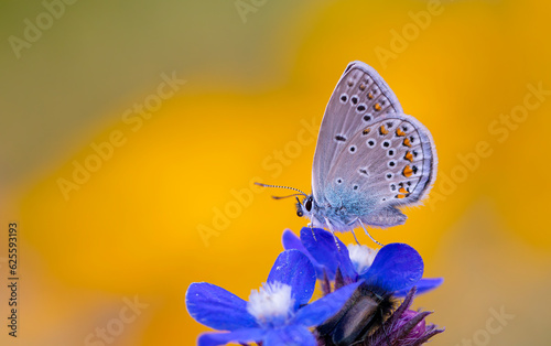 blue little butterfly on blue flower, Turkmenistan Zephyr Blue, Plebejus zephyrinus photo